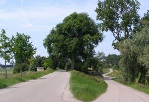 In de Hoeksche Waard staan nog op flink wat plekken mooie, vooroorlogse iepen. Sommige van deze bomen zijn inmiddels rond de 90 jaar oud.