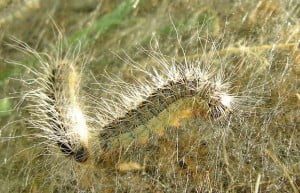 Eikenprocessierups_620-2