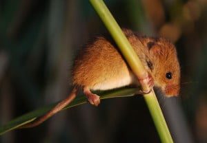dwergmuis_klein_cursus_Merijn_van_den_Hoogenhoff