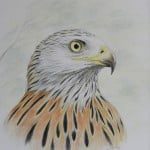 Rode wouw, kleurpotlood-illustratie. (Foto: Arie Pieters.)