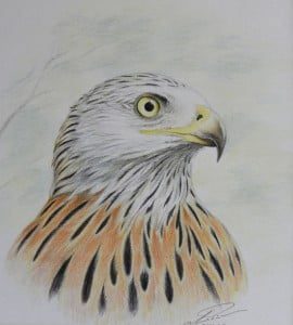 Rode wouw, kleurpotlood-illustratie. (Foto: Arie Pieters.)