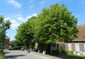 De leeftijd van (oude) bomen wordt soms weleens te voorzichtig ingeschat, waardoor deze bomen de 'monumentale status' mislopen. De leilinden bij de Posthoorn in Puttershoek bleken b.v. veel ouder dan gedacht. 