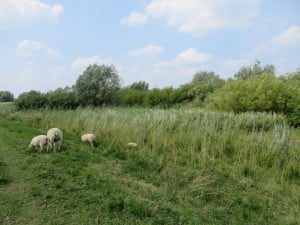  Foto: Polder Groot Koninkrijk (Henk de Koning)