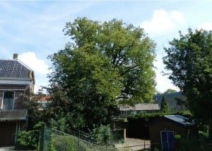 Dankzij oude ansichtkaarten kwam aan het licht dat de linde in Heinenoord één van de oudste solitaire linden van de regio is.  (Foto: Arie Pieters/'Fraxinus Excelsior'©)