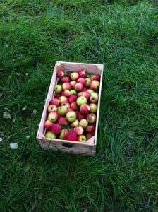13_Appels_plukken038_Hein