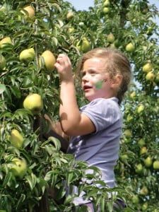Tijdens het Peerdegaerdts Plukfestijn kunnen deelnemers hun eigen fruit plukken - hier een Legipont - LR
