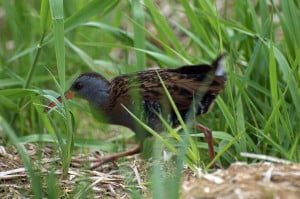 Waterral 2012 Birding