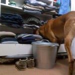 foto: politiehond doorzoekt woning / twitter politiehonden Rdam