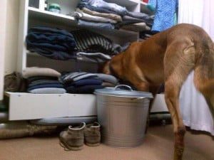 foto: politiehond doorzoekt woning / twitter politiehonden Rdam