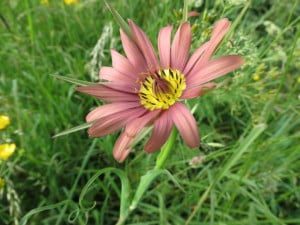 Gele_X_Paarse_morgenster_2