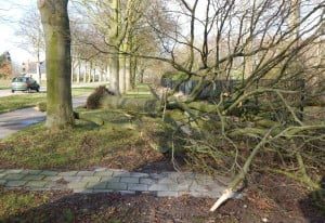 Deze 70 jaar oude beuk in Maasdam brak door de storm aan de voet af. (Foto: Arie Pieters/'Fraxinus Excelsior'©)