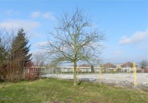 Prinses Maxima boom 2013