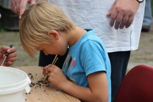 Uilenballen pluizen op De Peerdegaerdt