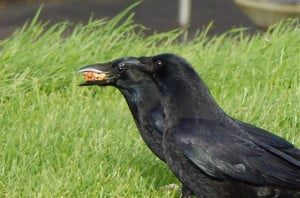 Kraaien-echtpaar 4-11-2014 D1