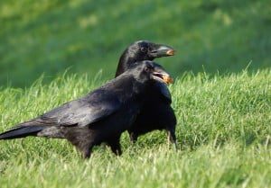 Kraaien-echtpaar 8-11-2014 A3