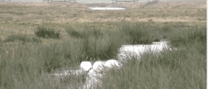 lepelaars-oudeland-van-Strijen