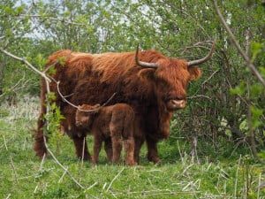 schotse_hooglander_met_jong