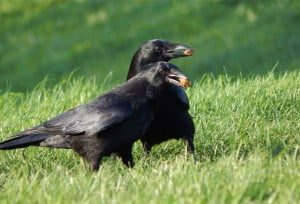 Kraaien-echtpaar 8-11-2014