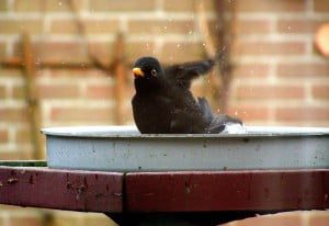 Vogels hebben tijdens hitte uiteraard behoefte aan drinken, maar ook aan verkoeling. (Foto: Arie Pieters©)