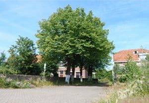 Linden Posthoorn 25-6-2015 A1