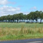 Waarschijnlijk kan een groot deel van de bomen langs provinciale wegen gewoon blijven staan. (Foto: Arie Pieters/'Fraxinus Excelsior'©)