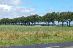  Waarschijnlijk kan een groot deel van de bomen langs provinciale wegen gewoon blijven staan.  (Foto: Arie Pieters/'Fraxinus Excelsior'©)