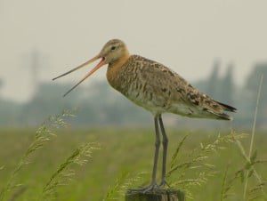 Grutto_alarm