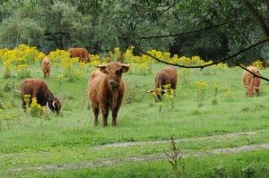 15_Schotse_Hooglander_002_Esscheplaat