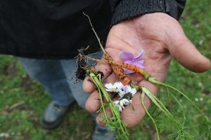 Eerste oogst Wildplukken - De Peerdegaerdt