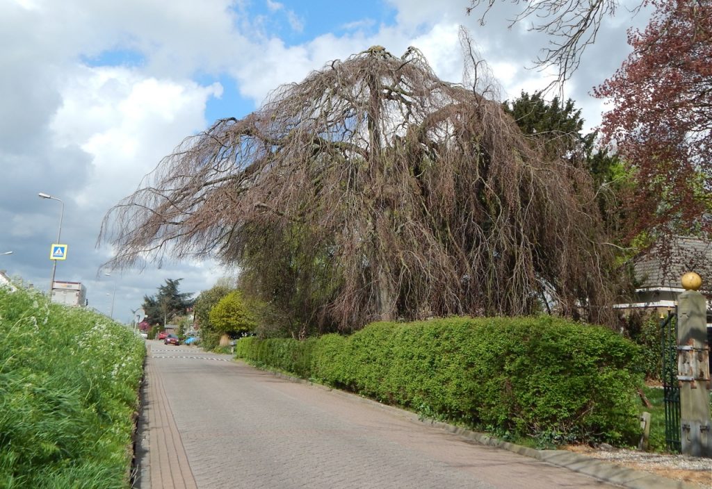 Meer dan een eeuw lang was hij een vertrouwd gezicht in Klaaswaal: De treurbeuk in de tuin van het 'doktershuis'. (Foto: Arie Pieters/'Fraxinus Excelsior'©)