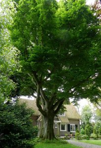 13876619_1165578273501282_1283294777406424311_n