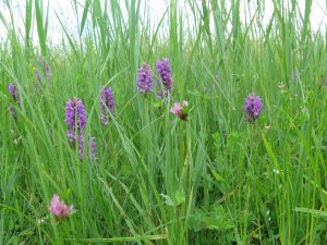 16_Plan_Argusvlinder_013