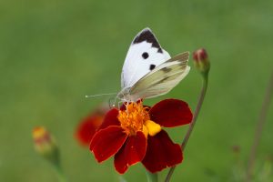 Groot_Koolwitje__Yolanda