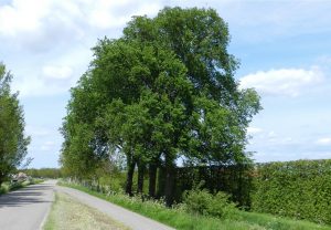 iepen-oud-bonaventurasedijk-17-5-2015