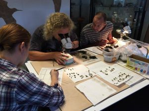 14606413_1805492243037848_1323946392512277137_n