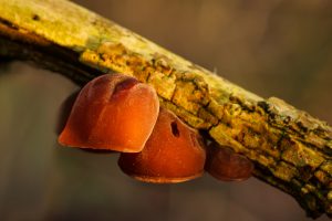 echt_judasoorel_van_rookhuizen