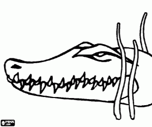 Onderzoek naar twee bijzondere reptielen ( krokodillen ) bij Kuipersveer - Hoeksch Nieuws - Het laatste nieuws uit de Hoeksche Waard (persbericht) (Blog)