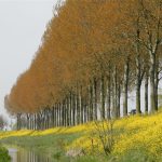 Het is altijd maar van korte duur in de lente: De pakweg vijf, hooguit zes dagen dat het jonge blad van Canadese populieren een zacht oranje tint heeft. Maar dan zorgt het wel voor hele fraaie plaatjes. (Foto's: Arie Pieters/'Fraxinus Excelsior')