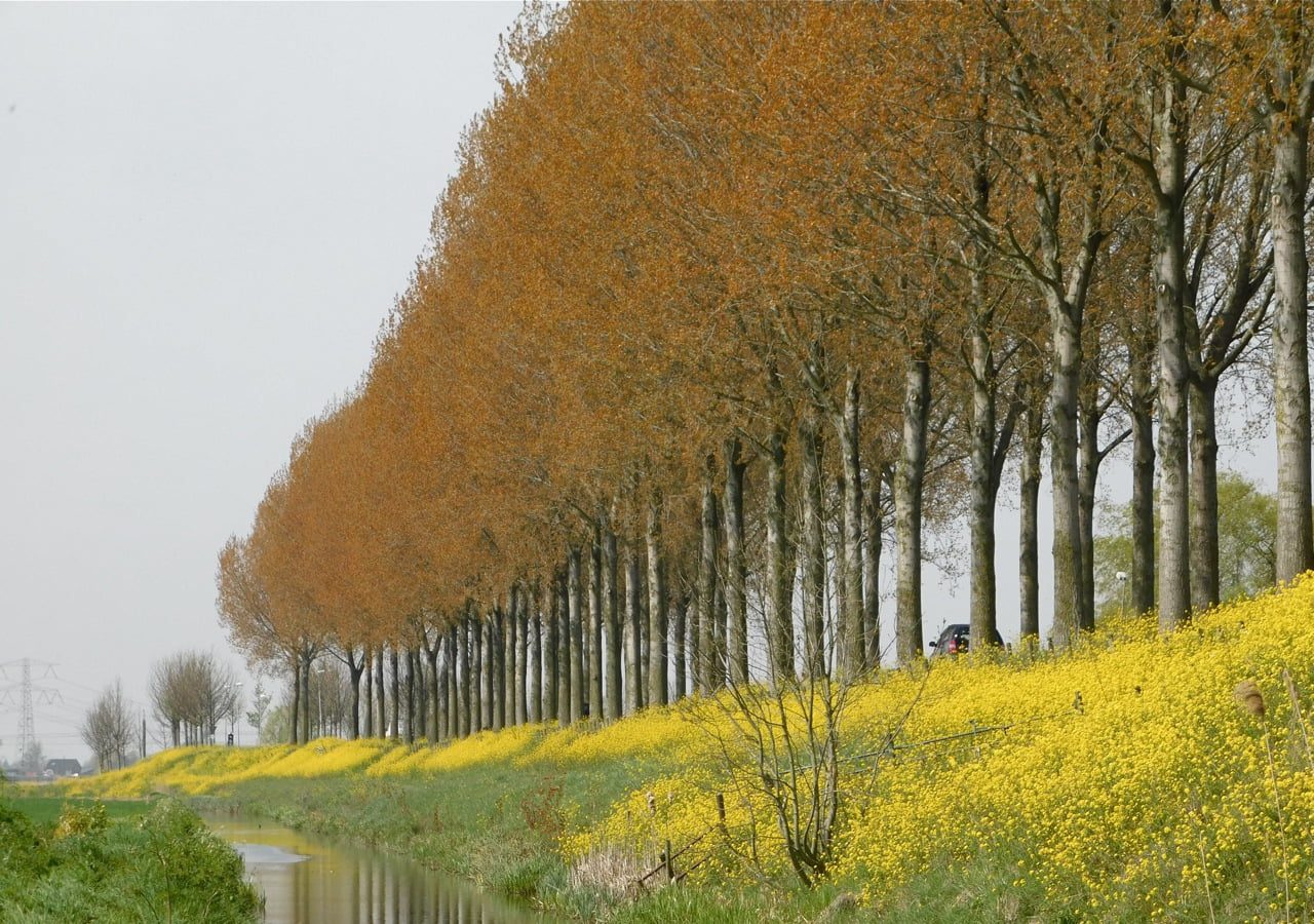 Het is altijd maar van korte duur in de lente: De pakweg vijf, hooguit zes dagen dat het jonge blad van Canadese populieren een zacht oranje tint heeft. Maar dan zorgt het wel voor hele fraaie plaatjes. (Foto's: Arie Pieters/'Fraxinus Excelsior')