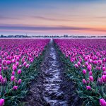 Tulpen in Zuid-Beijerland tijdens de zonsopkomst van vanochtend. foto's gemaakt door Pascal Kerpel (insta: @pkerpelfotos)