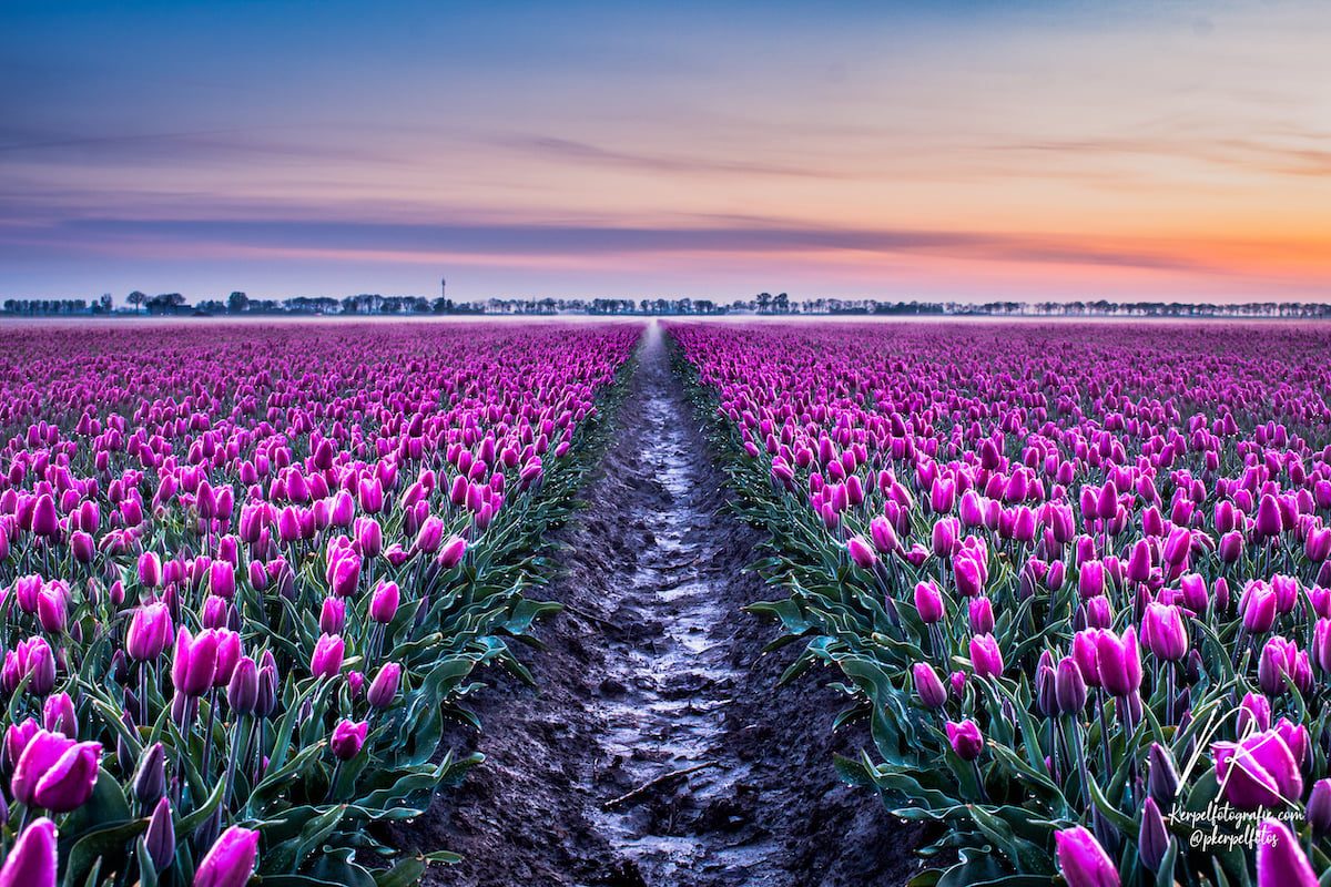 Tulpen in Zuid-Beijerland tijdens de zonsopkomst van vanochtend. foto's gemaakt door Pascal Kerpel (insta: @pkerpelfotos)