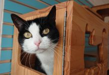 Inbraak bij woning in Piershil.