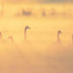Ganzen in de Mist in het Oudeland van Strijen - Foto Jeffrey Groeneweg!