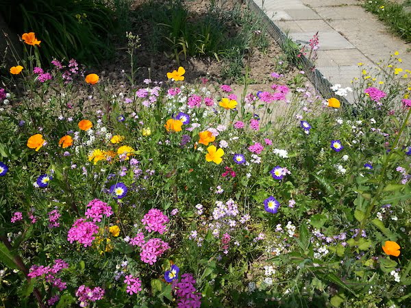 Planten en zadenruilmiddag in Zuid-Beijerland