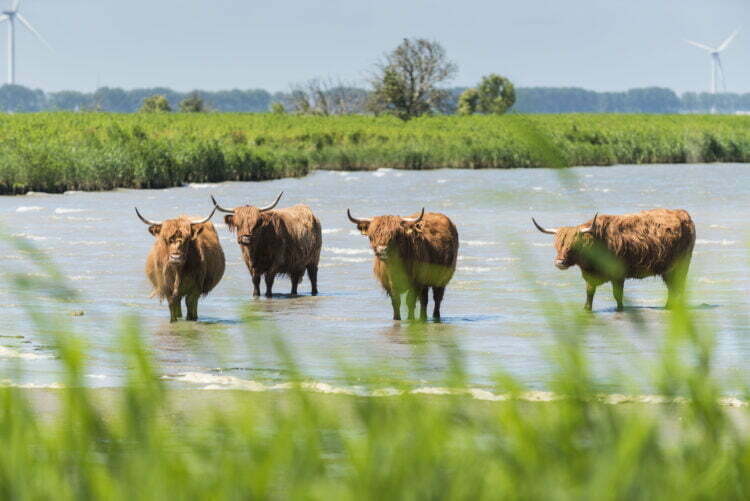 VoorWaards: “Dieren verdienen plek in Toekomstvisie 2040”