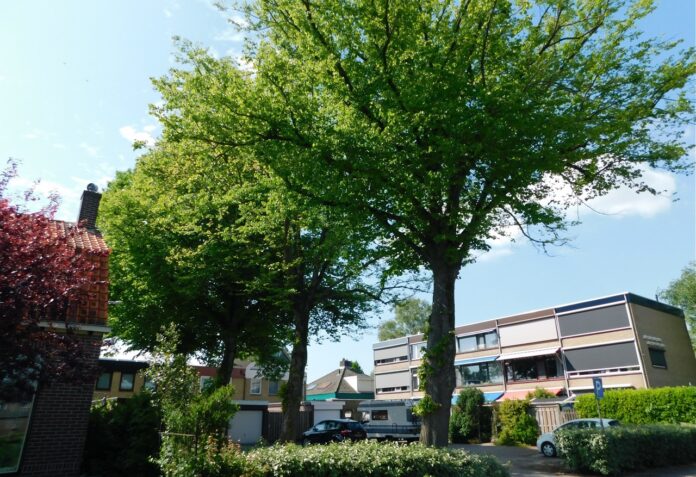 Linden Heinenoord 14-5-2022 A2