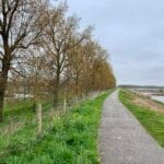 De bomenrij langs de dijk in Numansdorp die gekapt dreigt te worden. - Foto: Joost Kievit