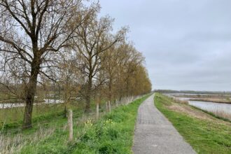 De bomenrij langs de dijk in Numansdorp die gekapt dreigt te worden. - Foto: Joost Kievit