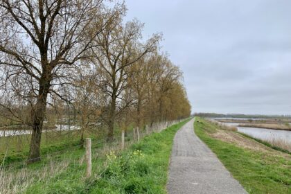 De bomenrij langs de dijk in Numansdorp die gekapt dreigt te worden. - Foto: Joost Kievit
