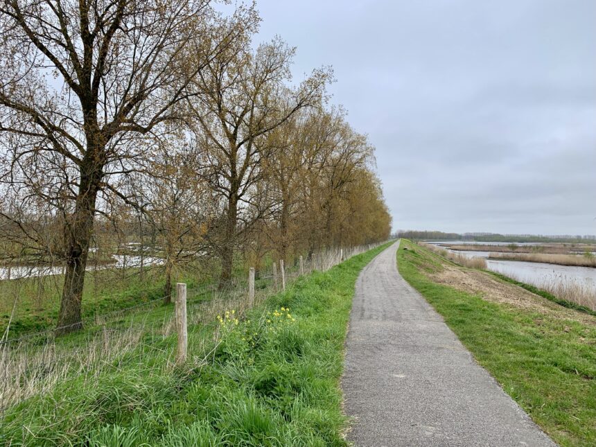 De bomenrij langs de dijk in Numansdorp die gekapt dreigt te worden. - Foto: Joost Kievit